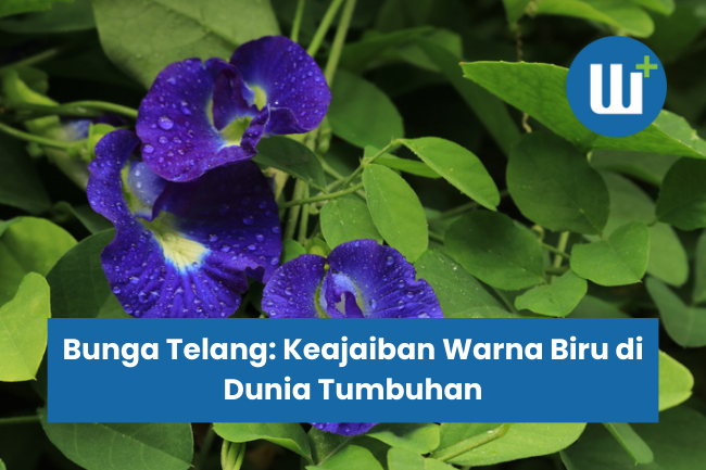 Bunga Telang: Keajaiban Warna Biru di Dunia Tumbuhan